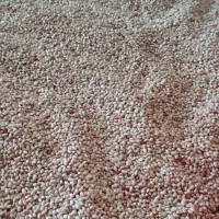 لوبیا چیتی امساله خوش پخت خوش طعم