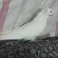 کبوترککیلی