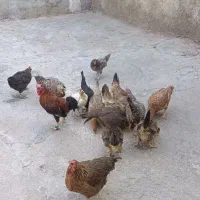 مرغ لری جوان.