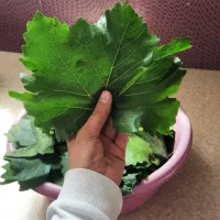 برگ انگور