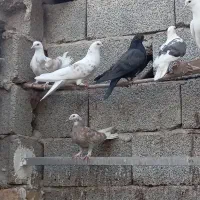 چند تا کفتر پرشی وسالم