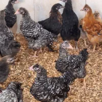 جوجه رسمی گلپایگانی ۳ ماهه