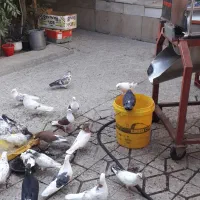 کبوترنروماده ۲۷تایی هستن باگندم به فروش می ره