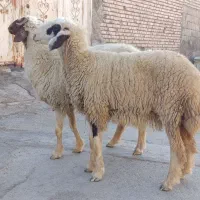 گوسفند مضاریع شرط لب جنی جهت فروش
