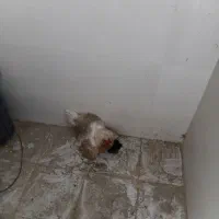 مرغ کرچ وجوجه