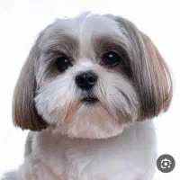 سگ ش