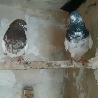 نر کله با ماده کله دم