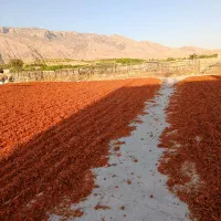 تفاله گرجه
