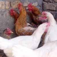 مرغ تخمگذار
