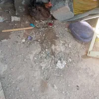 ،یک عدد مرغدوخروس