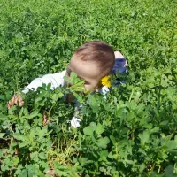 یونجه تر تازه کیسه ای فروشی