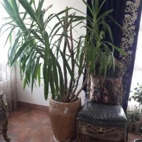 مناسب لابی و مغازه گلدان یوکا تنه دار چهار شاخه