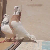 کبوتر ناب