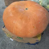 کدو سیندرلا