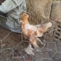 مرغ.  نیمچه