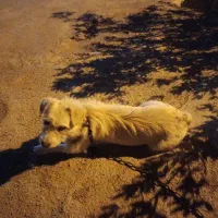 سگ پاکوتاه
