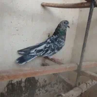 13عدد کفتر شمرون