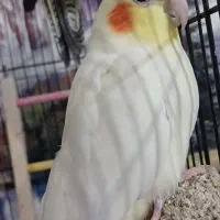 پرند