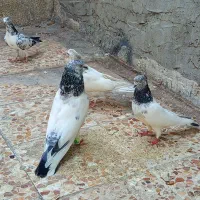 شیخ وزاغ ماده