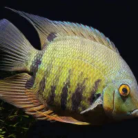 سیچلاید سورم سبز و سفید