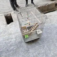 قفس پرنده