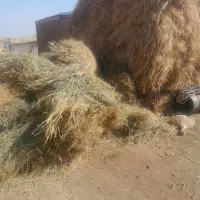 علوفه