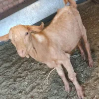 کهره نر