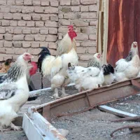 خروس ۳عدد