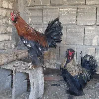 خروس