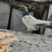 کفتر رنگ