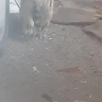 واگذاری سگ پاکوتاه پامر روباهی