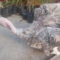 بوقلمون کرک