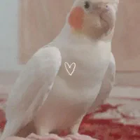 عروس هلندی