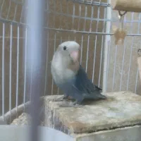 طوطی کوتوله