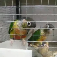 گرینچیک دم تخم جوان