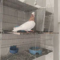 فروش یکله کبوتر طوقی درجه یک
