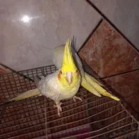 عروس هلندی