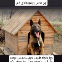 توله سگ مالینویز اصیل