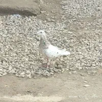 کوبوتر سار وکله سبز