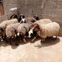 میش و بره