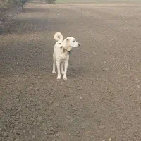 سگ ماده