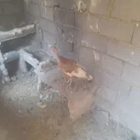 بوقلمون بوربون ماده