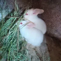 بچه خرگوش