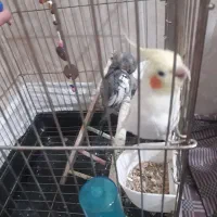 یک عدد قناری و یک عدد عروس هلندی