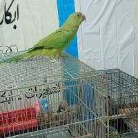 جوجه طوطی ملنگو نر‌