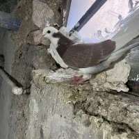 کفتر پرشی  معاوضه