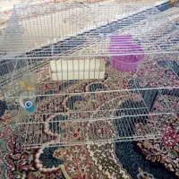 قفس پرنده جفت خوان نونو باکفی ورق سفید اهنی