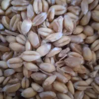 گندم ابی پیشگام