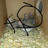 جوجه سرلاکی عروس هلندی