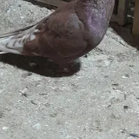 کبوتر|پرنده|گرگان, |دیوار